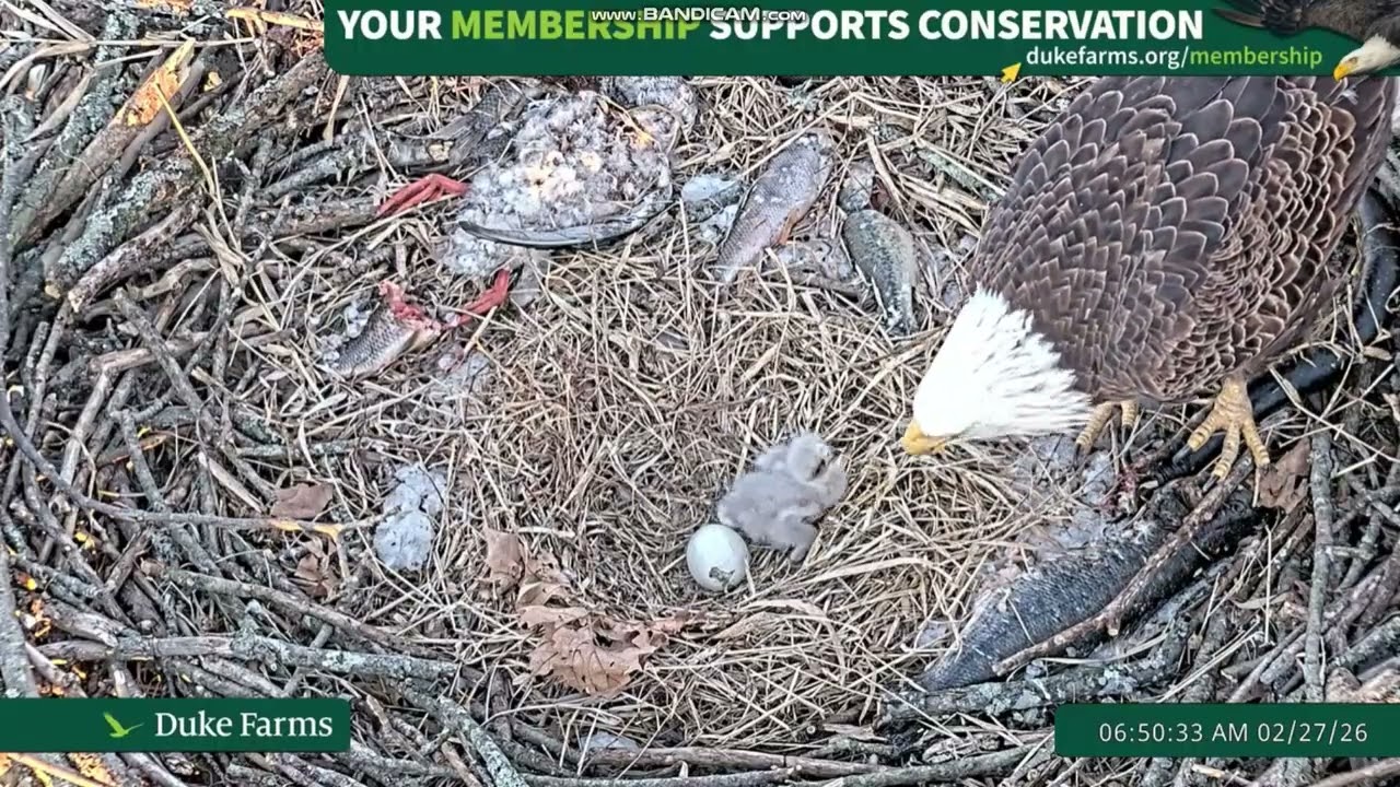 🦅Bieliki  Duke Farms w Hillsborough, NJ - karmienie  maluszka🐥🥚 2026 02 27