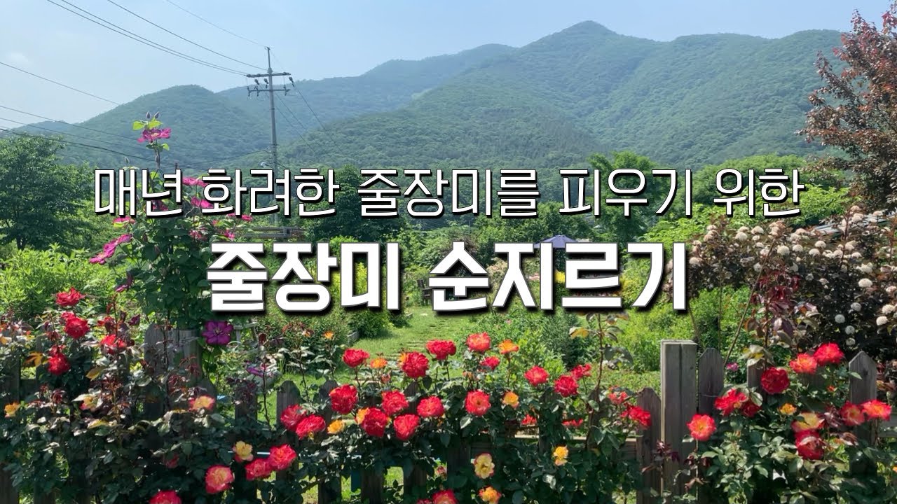 [정원관리] 매년 화려하게 줄장미 꽃 피우는 꿀팁