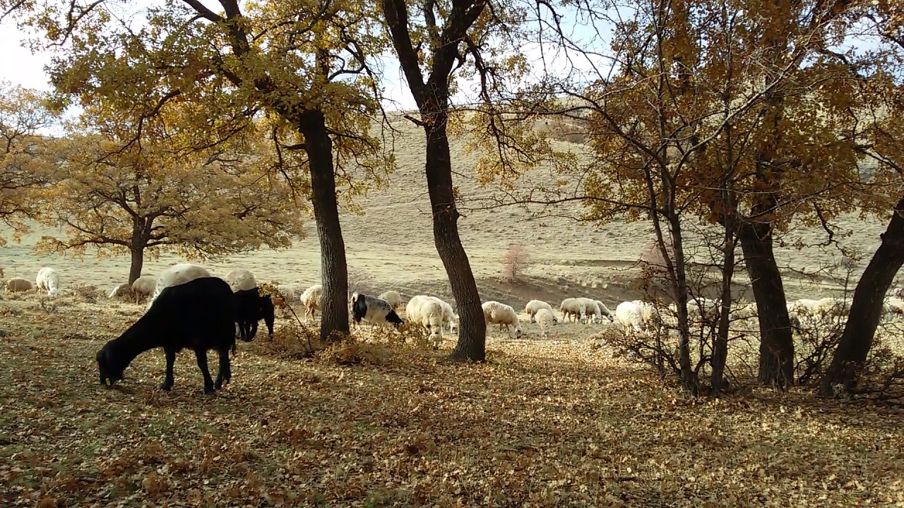 Aydın Battal - Cuvara ( sigara )