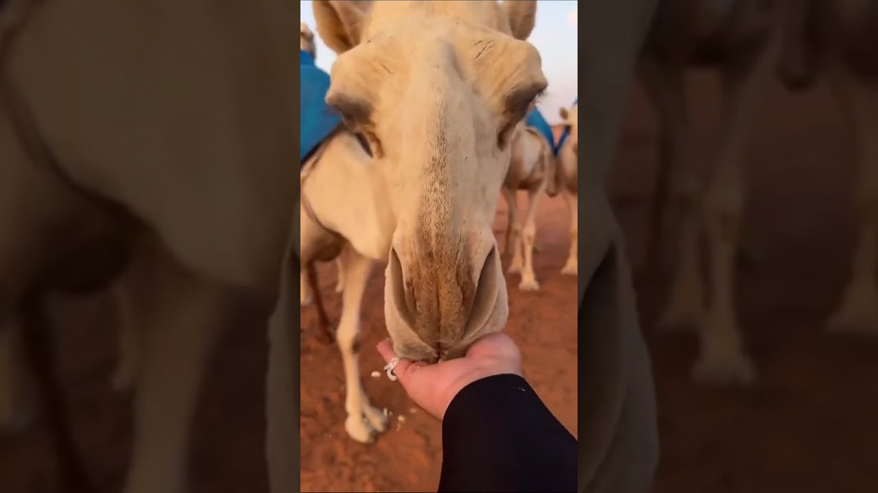 الله يدلدل قلتك😂😂