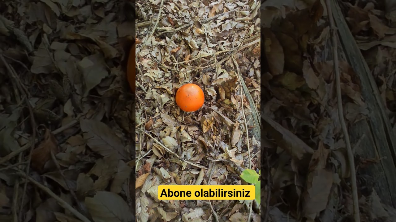 Enfes,Şahane ,S&uuml;per Mantar Amanita caesarea. #gelincikmantarı,#gelinmantarı,#duvaklıca