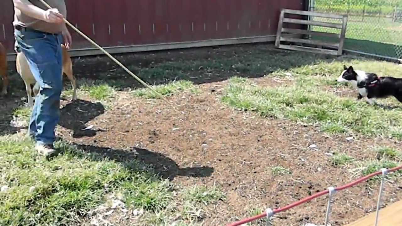 Coda herding instinct test 1 of 2 (8 months old)