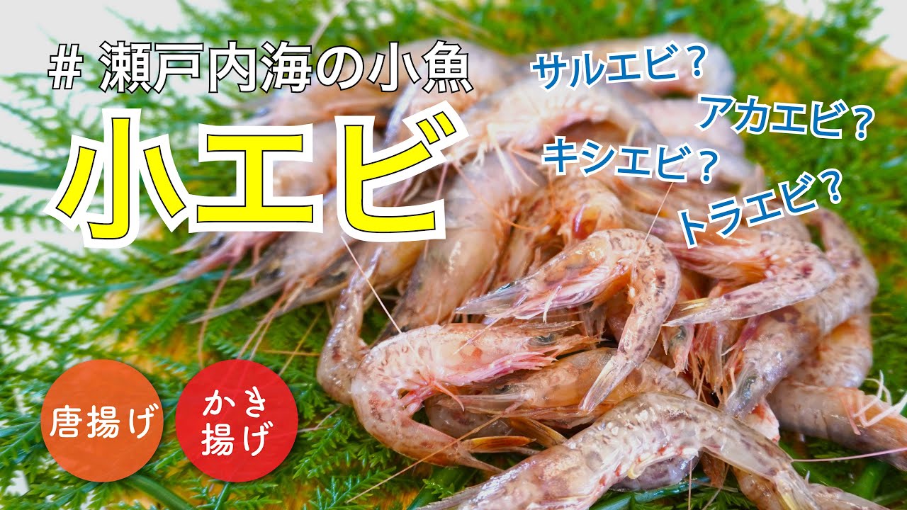 【さかな女子】瀬戸内海の小魚！小さなエビの総称「小エビ」｜クラハシ公式