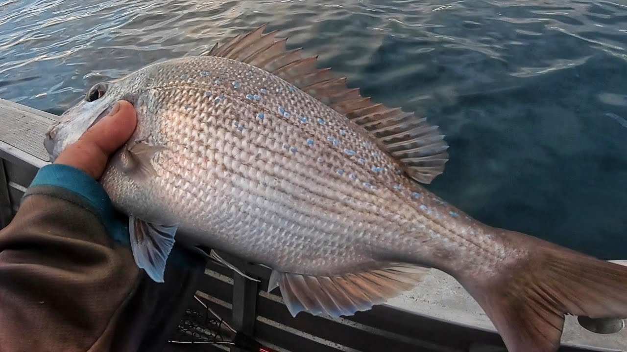 Can I Catch and Cook the Best Fish Meal Ever?