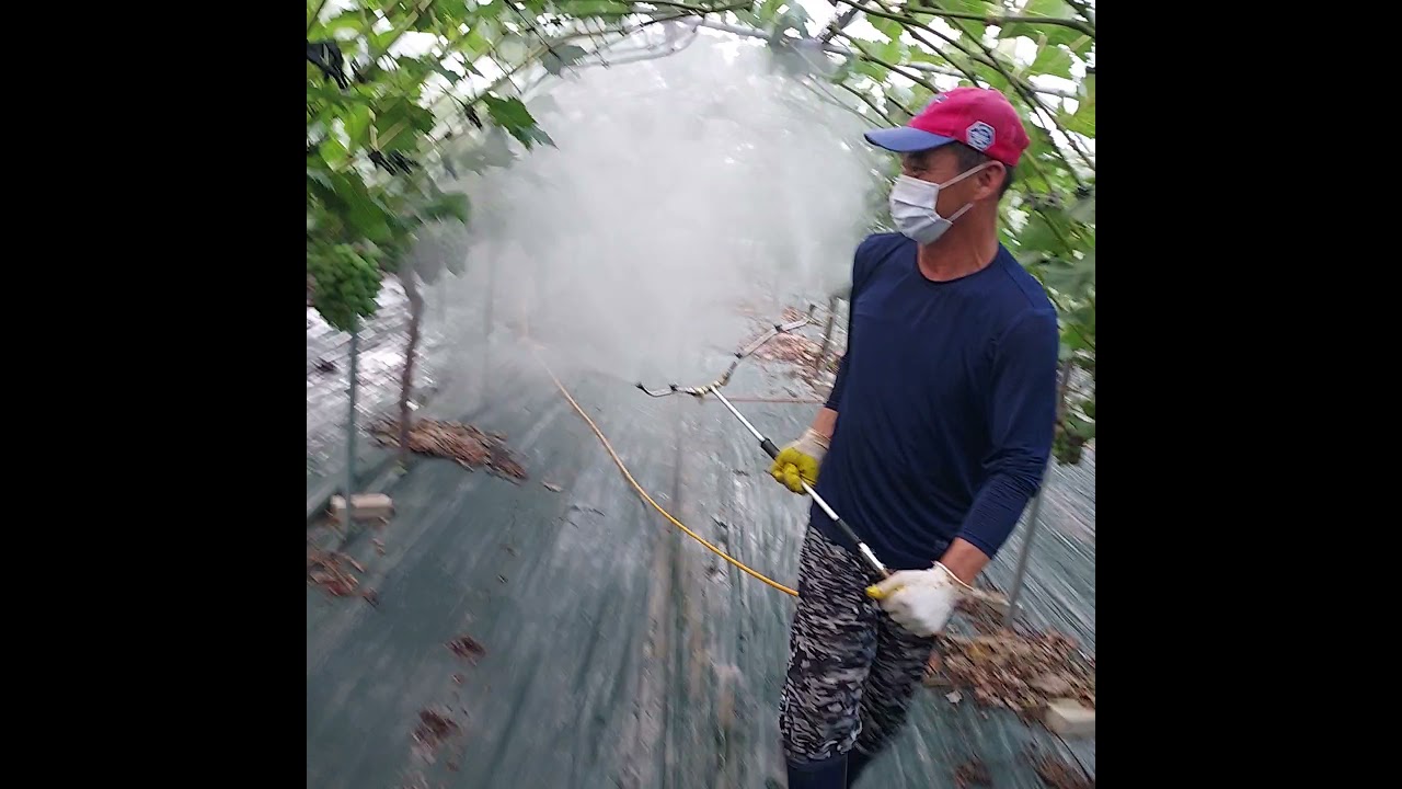포도약대에 완결판 수동ss기
