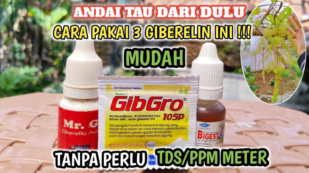 Andai Tau Dari Dulu❓Cara Pakai Ga3 Agar Tangkai Buah Anggur Panjang It's So Easy !!!