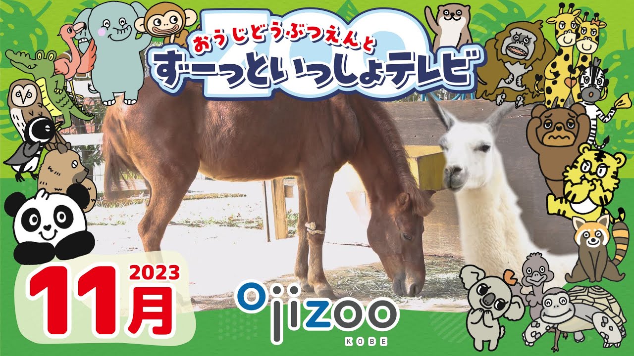 ＃８　おうじどうぶつえんとずーっといっしょテレビ（2023年11月放送）