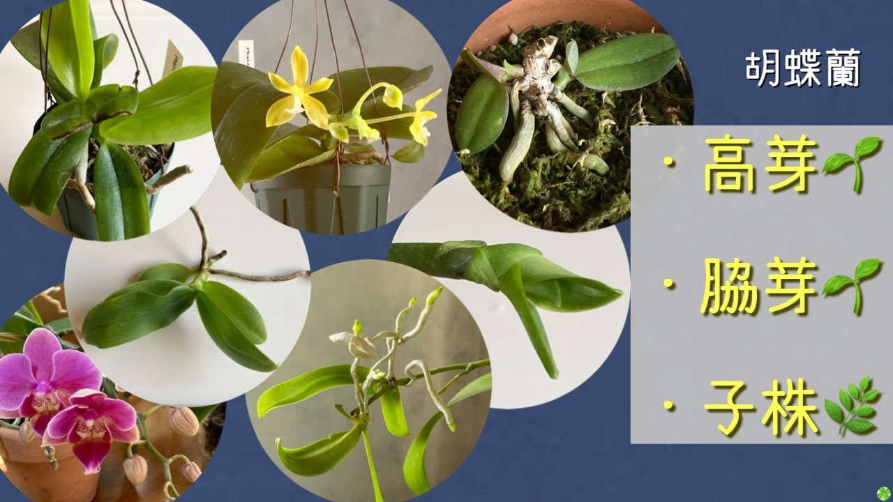 2023年8月22日　胡蝶蘭　【高芽🌱・脇芽🌱・子株】　育て方と切り方✂️   水苔植え　コルク付け　フワフワ水苔　マヒンヒン　リンリン　マンニー（アルバ）