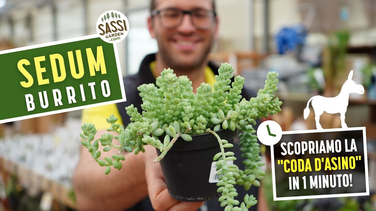 Sedum Burrito: Come Coltivare la Pianta Succulenta Ricadente dalla Crescita Sorprendente