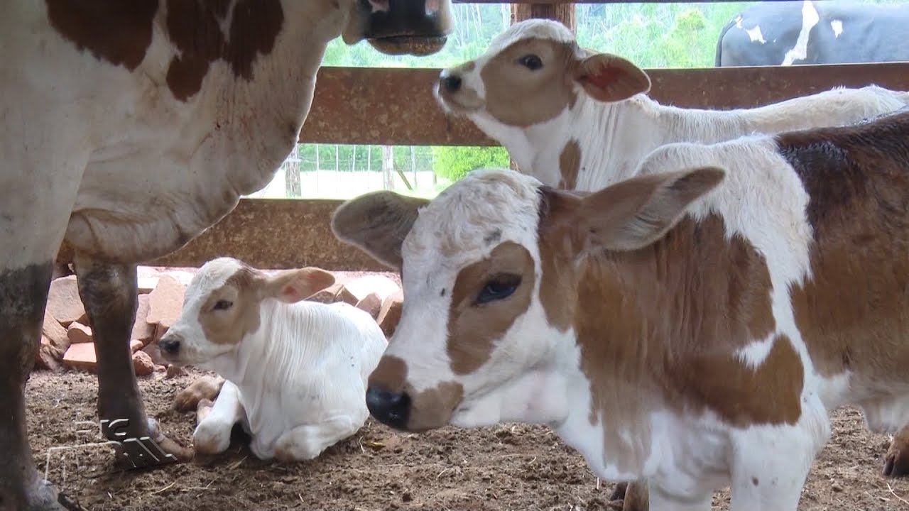 Vaca d&aacute; a luz a bezerras trig&ecirc;meas em Assis Chateaubriand