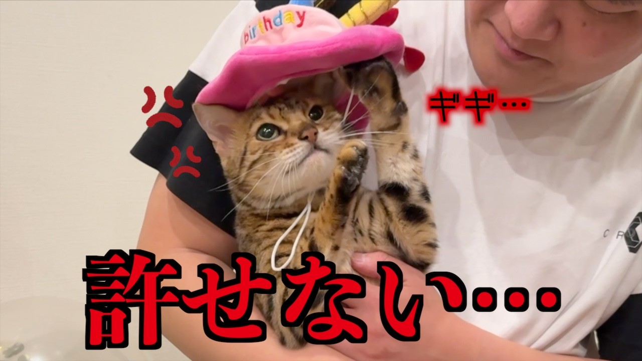 ９回誕生日を迎えて帽子がイヤなものだと覚えてしまった猫