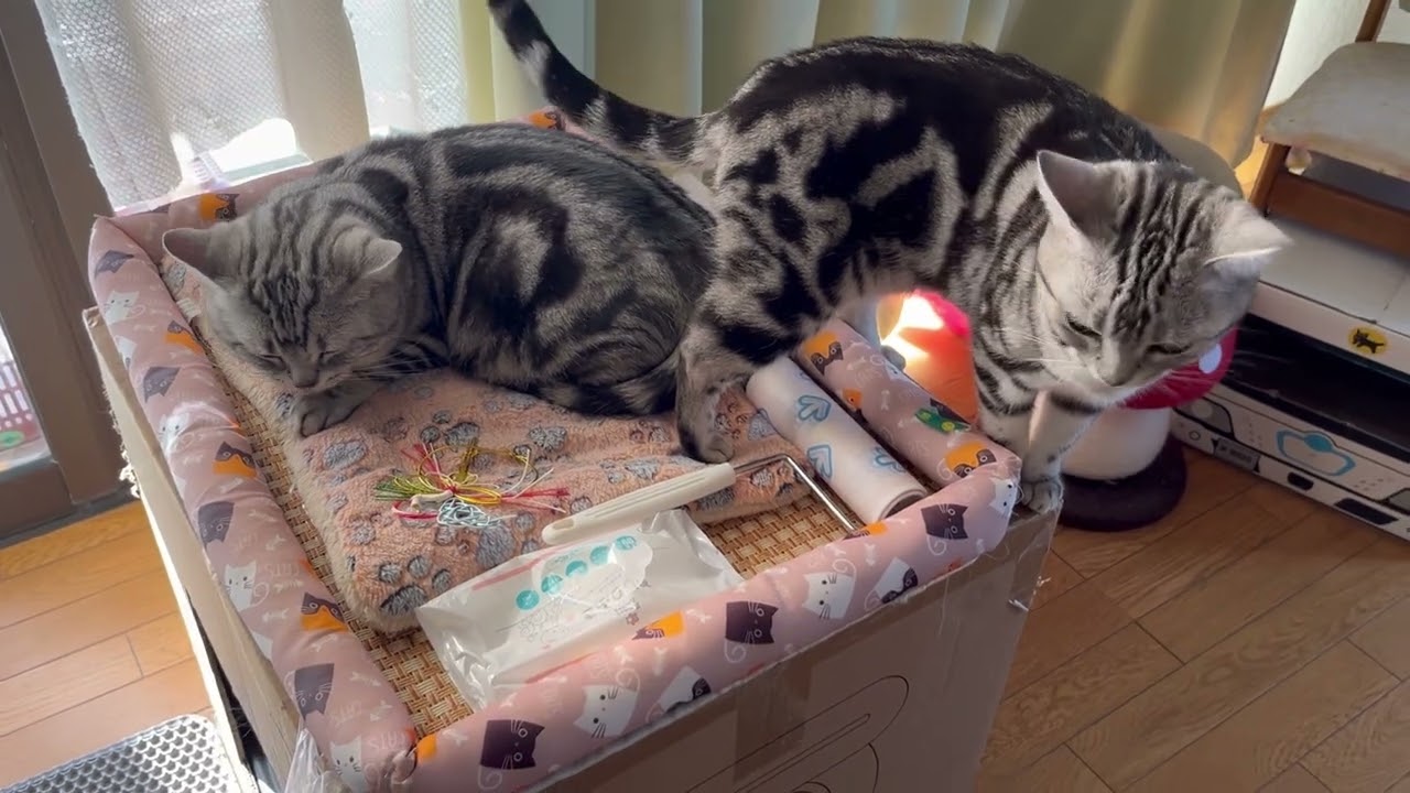 もうすぐ春だね。お気に入りのベッドはひとりで寝たい！