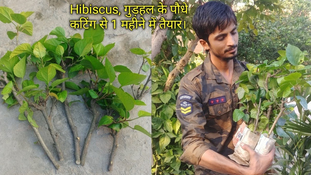 Hibiscus plants from cutting in just 1 month | सही समय पर गुड़हल के पौधों को कटिंग से लगाना।
