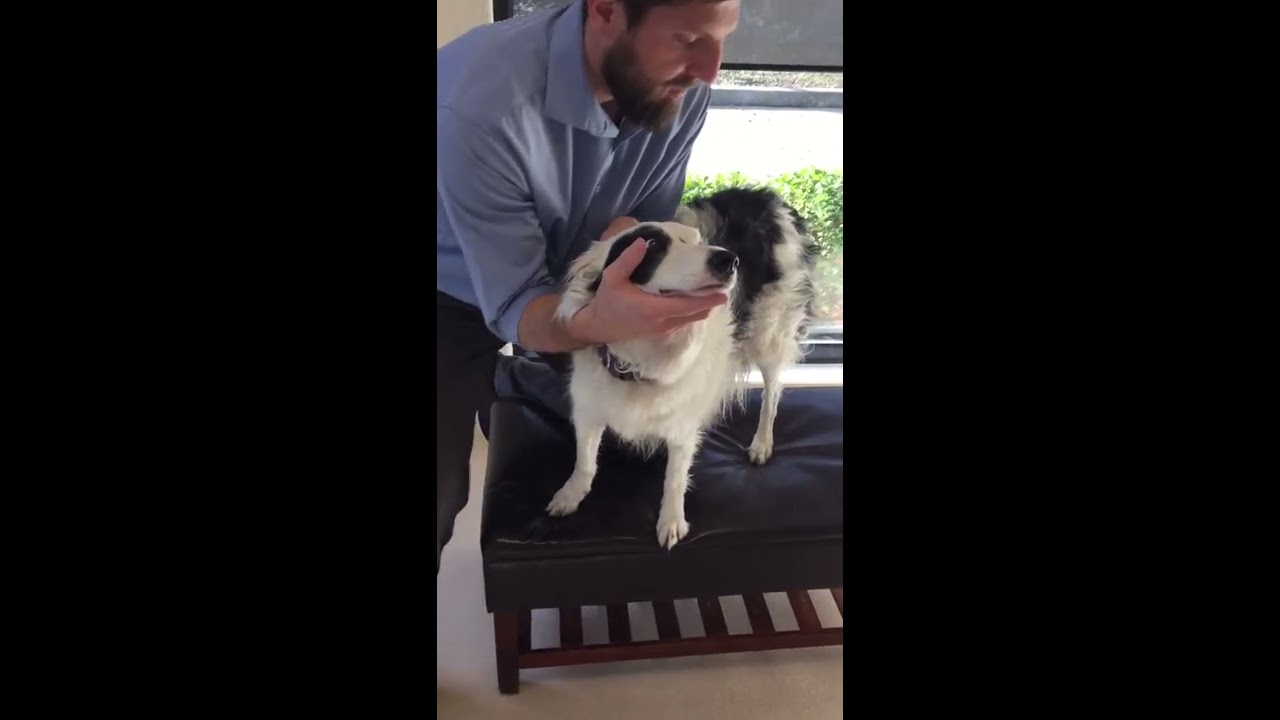 Animal Chiropractic Adjustment with top 10 winner of international CynoSport dog agility competition