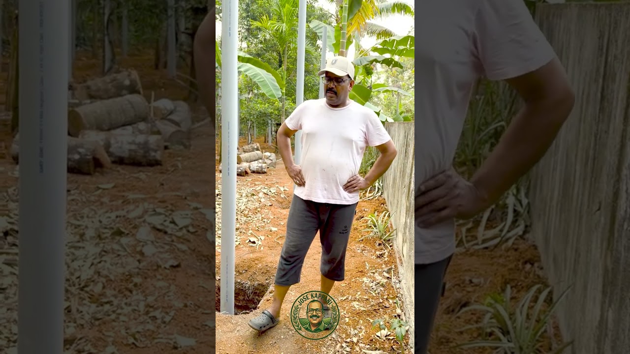 Pepper plantation through PVC pipe in village