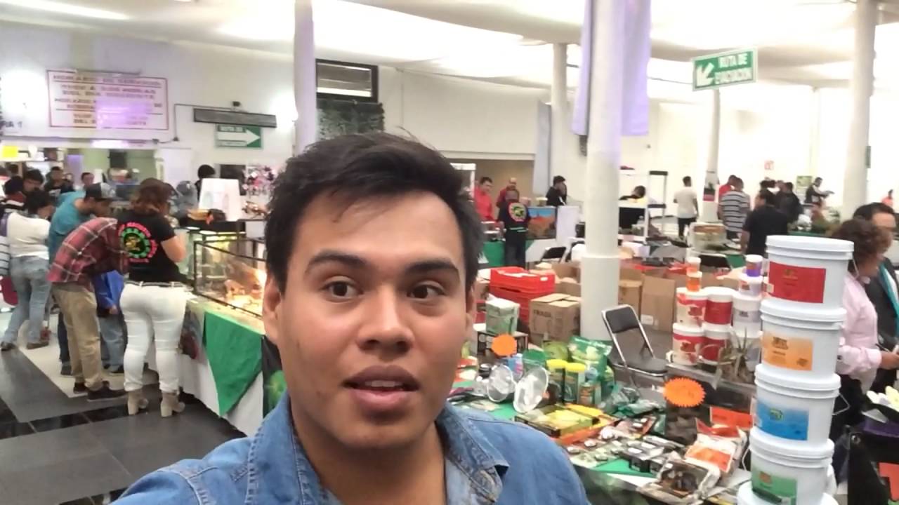 EXPO ANIMALIA MÉXICO. Animalia primavera 2016. MORDIDA DE SERPIENTE DE DANIEL