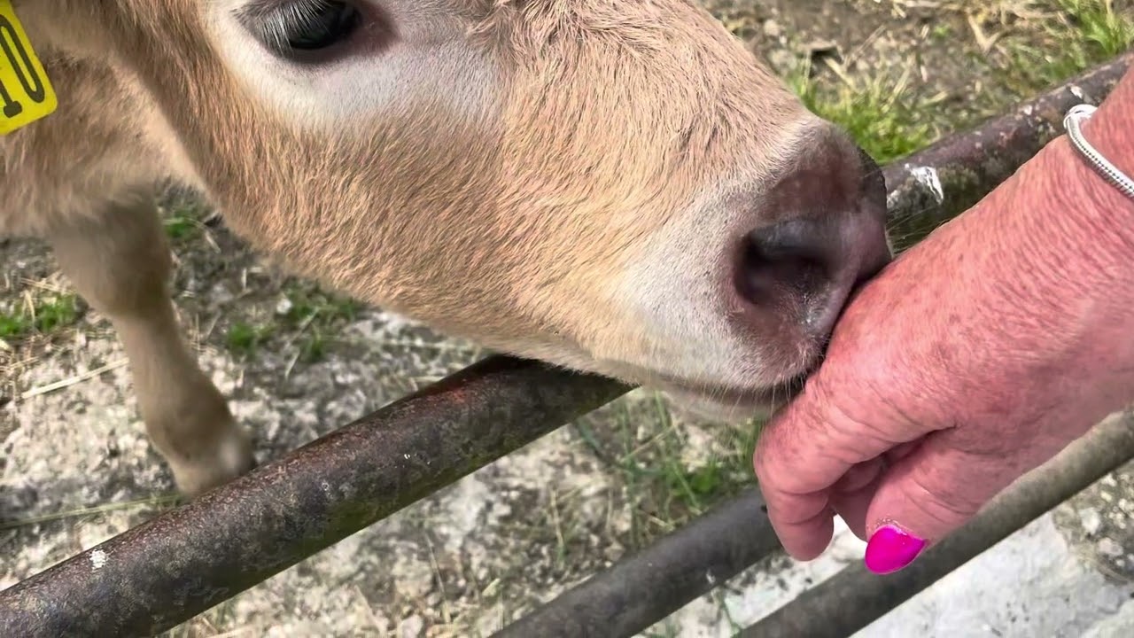 COWS & HIKING 🥾