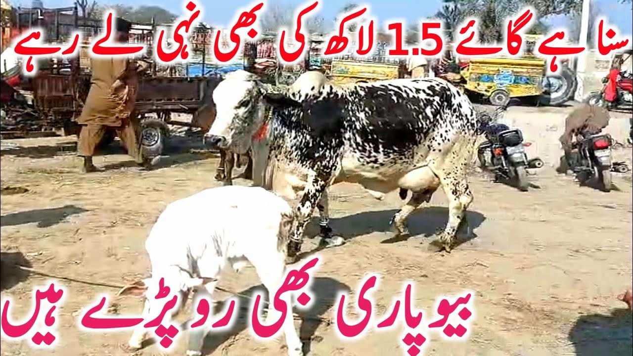 Luddan Cow Mandi 2026 | Pure Sahiwal & Cholistani Cows + Heavy Heifers | Global Village Farming