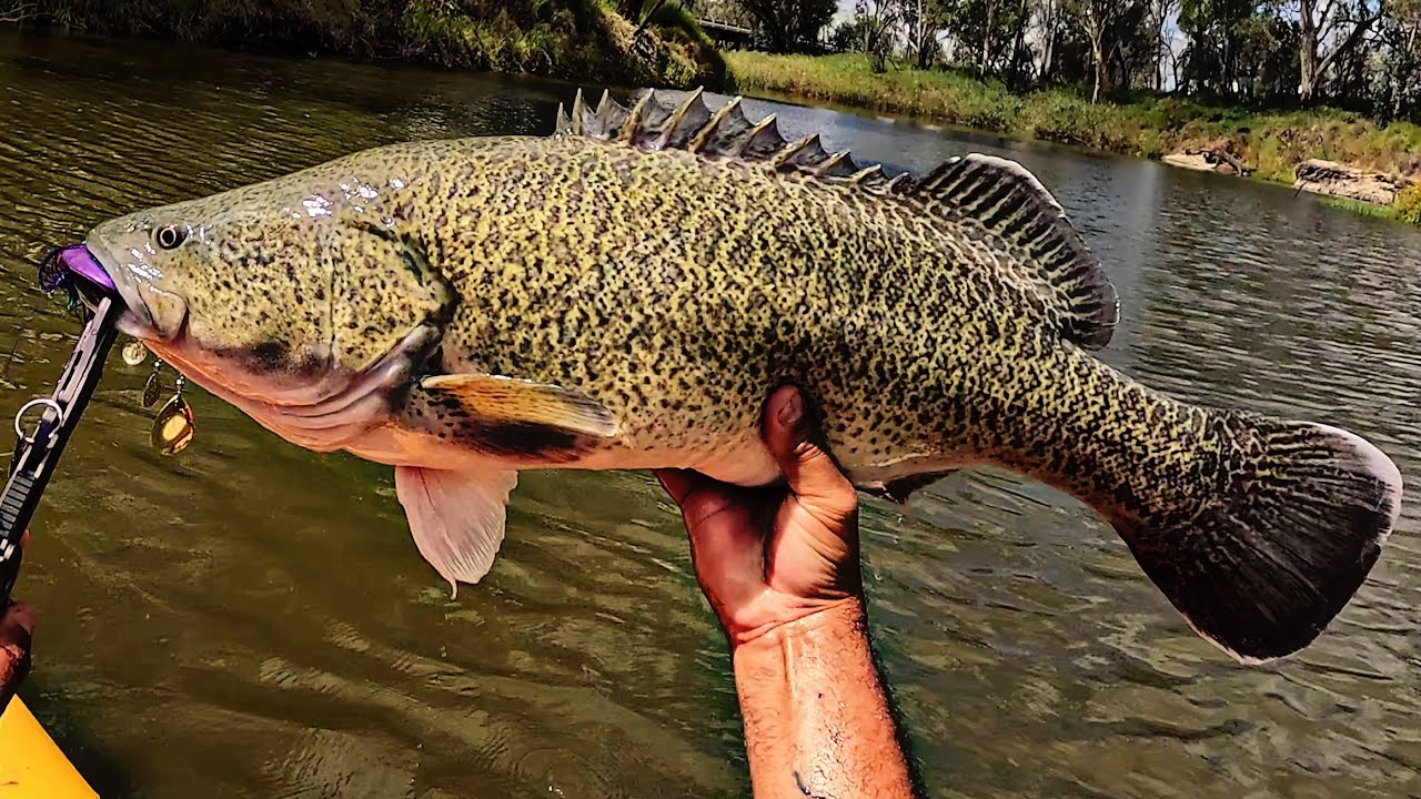 Murray Cod on the Condamine River QLD. 