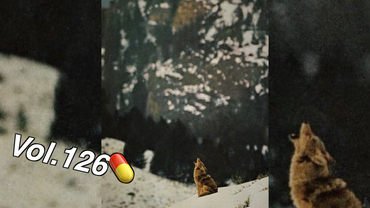 MGTOW / Red-Pill TikTok Compilation - Vol. 126