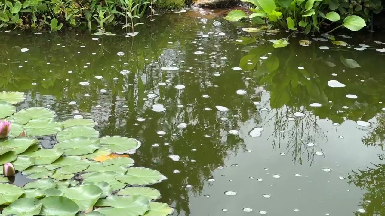 #nature #beautifulgardens #explorepei #pei #canada