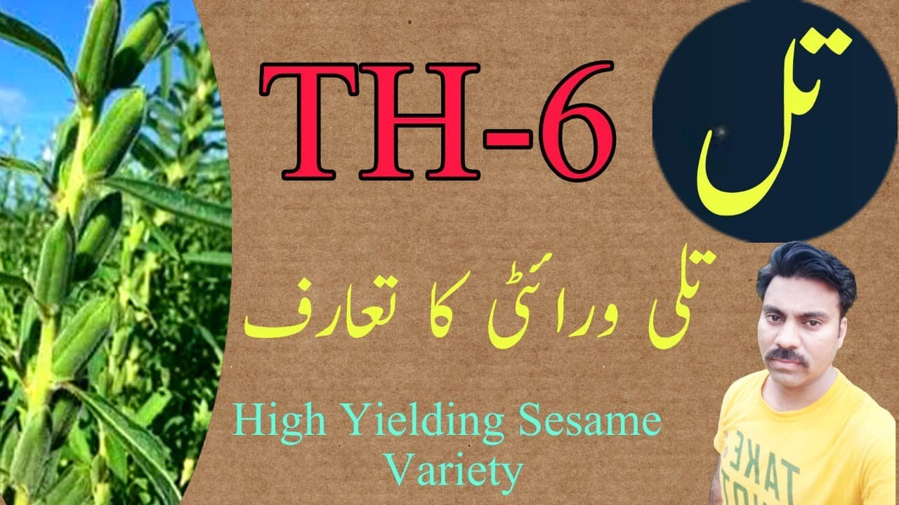 TH 6 (Tilli) sesame variety review |Sesame single stem variety introduction |تلی ورائٹی کی خصوصیات