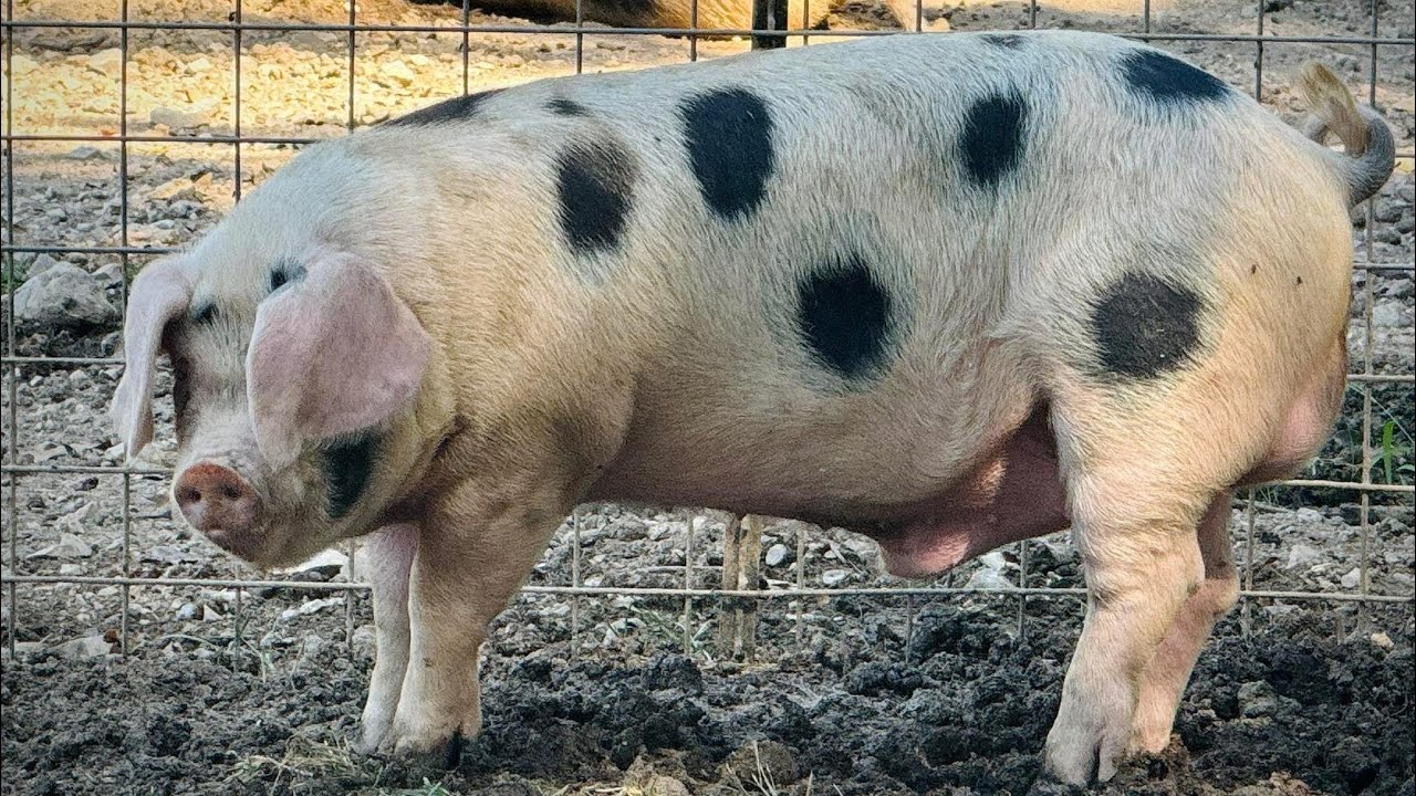 Доставка хряка GOS на его новую ферму! Старые места Глостершира 🐷