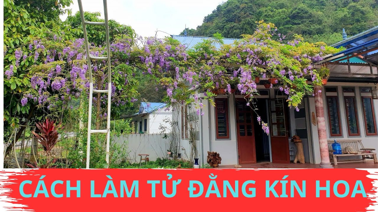 Cách làm hoa tử đằng nở Hoa đơn giản tại VIỆT NAM, Tử đằng thân gỗ thân leo đều nở hoa DỄ DÀNG