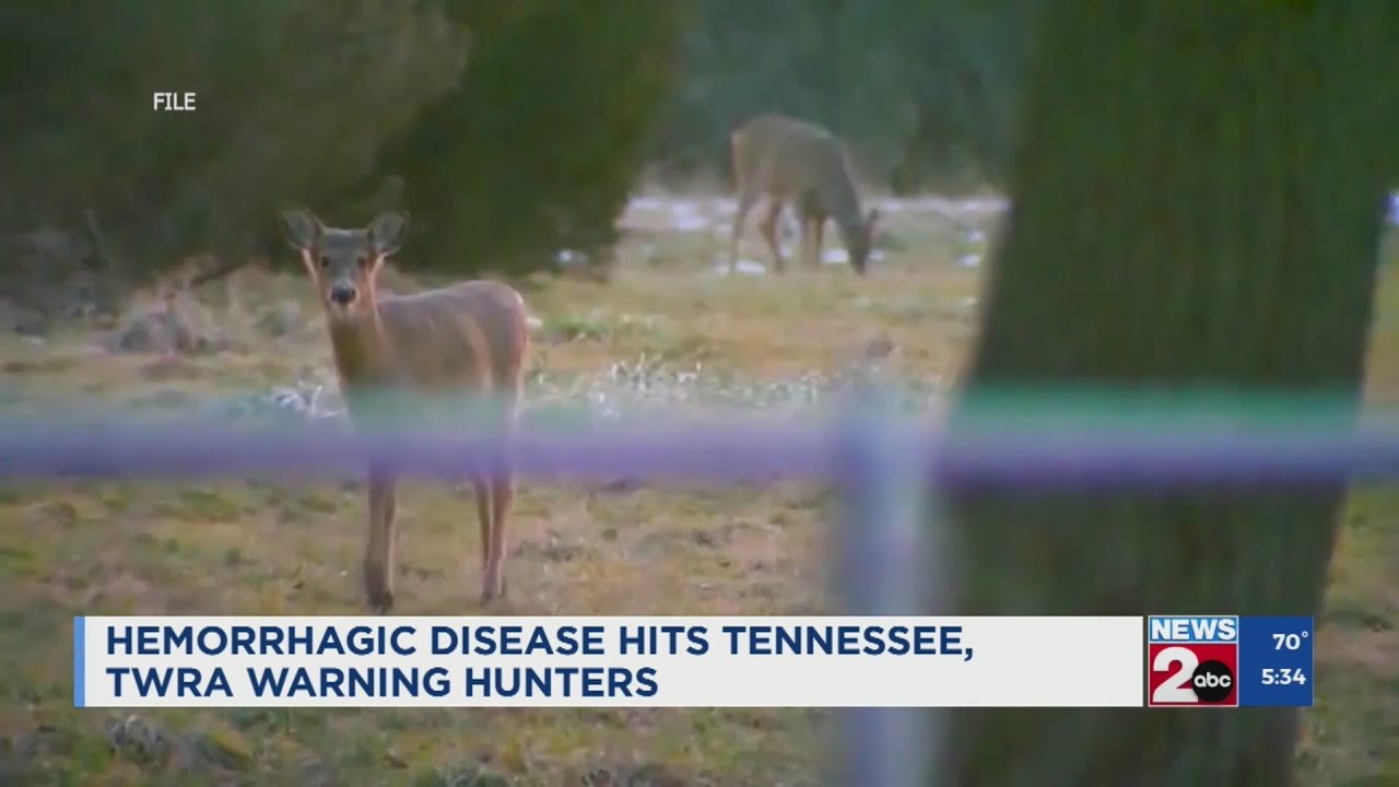 Hemorrhagic disease hits TN, TWRA warns hunters