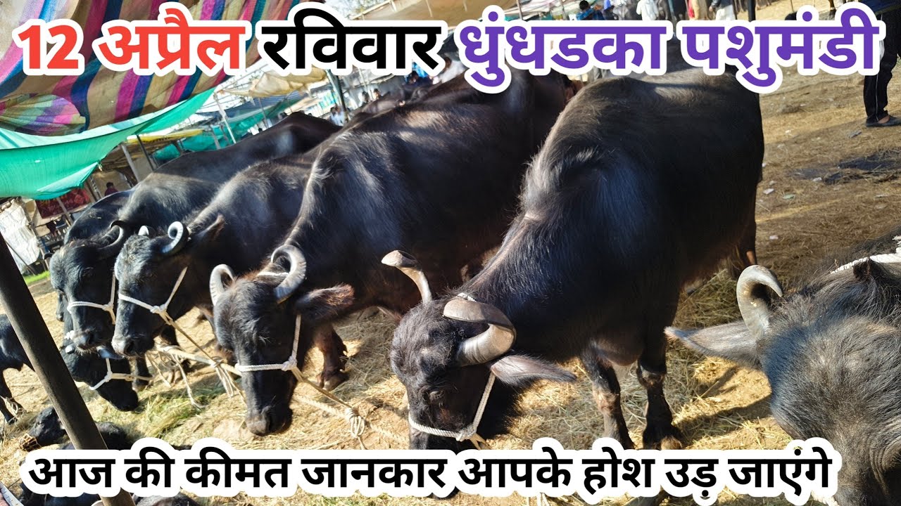 #धुंधडका पशु मंडी 12 अप्रैल रविवार ll dhundharka pashu Mandi ll #dhundhadka_pashu_mandi #dhundhadka
