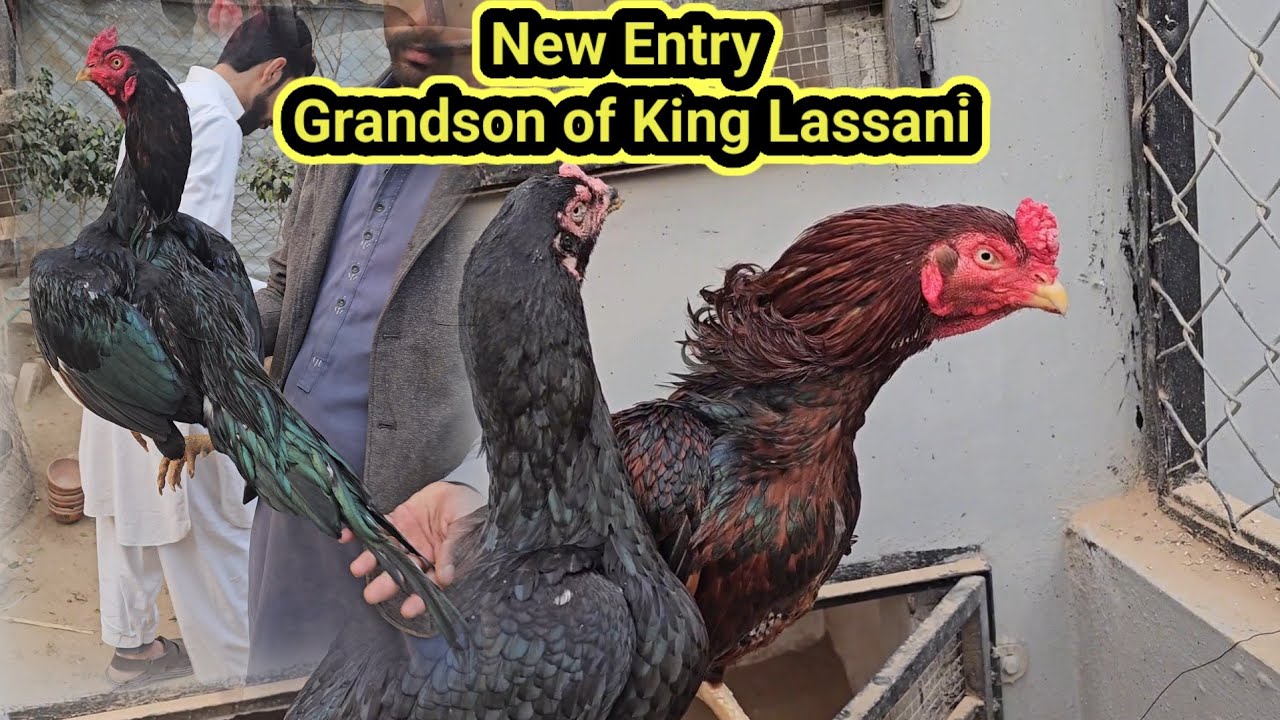 Lassani Aseel Farm renovation starts now 
