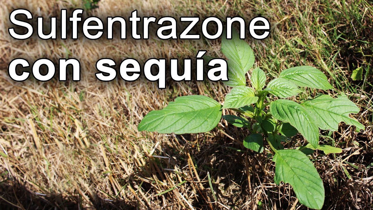🚜 Yuyo Colorado vs. Sulfentrazone: ¿Por qué elegirlo en años de sequía?