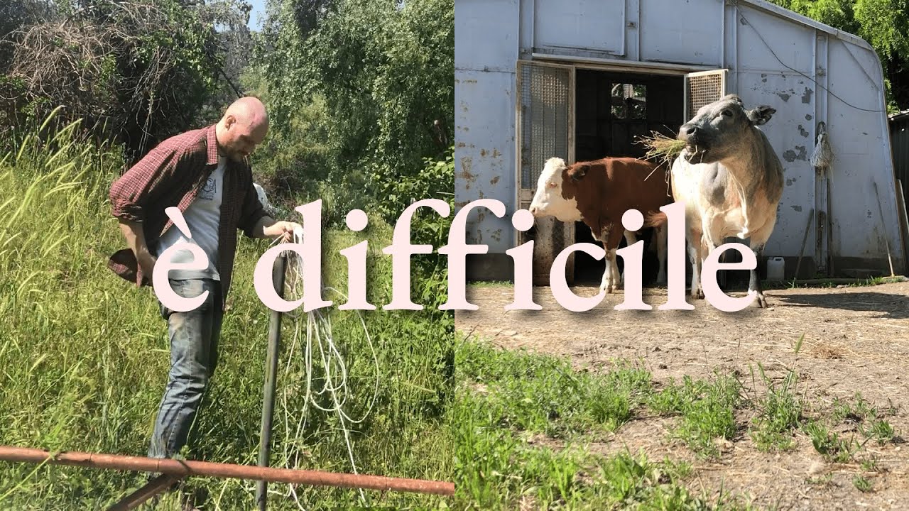 Le Difficoltà Di Aprire Un'Azienda Agricola e Come Superarle | Farm Diaries