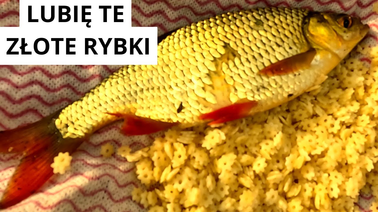 ŁOWIĘ JAK ZA DAWNYCH LAT- WĘDKARSTWO 2025