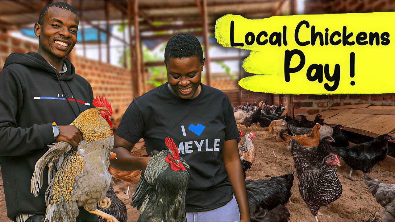 I Didn’t Believe LOCAL CHICKENS Could PAY Like This… Until I Saw THIS FARM!!