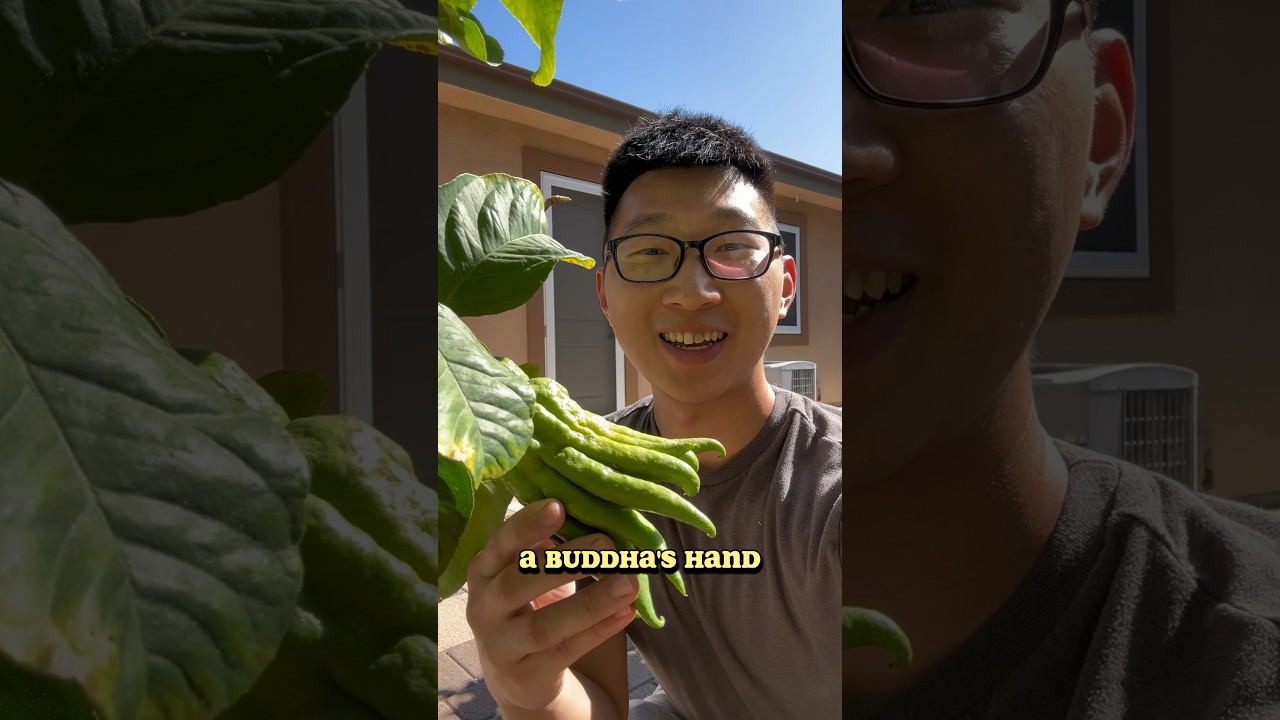 This is a Buddha&rsquo;s Hand, otherwise known as the WEIRD lemon fruit #buddhashand #weirdlemon #citrus