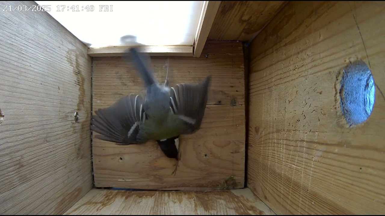 2025-03-21 Vienna - It’s Starting! Great Tit Brings Moss to the Nest Box