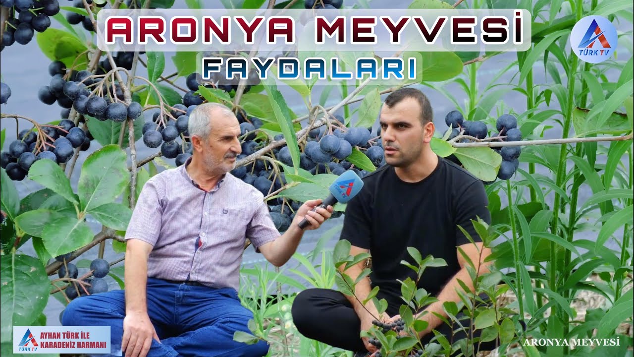 Aronya Meyvesi Yetiştiriciliği ve Hastalara Faydaları İle İlgili Hakan Yazıcı Bize Bilgiler Sundu