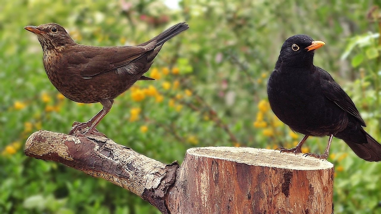 Blackbirds in My Garden