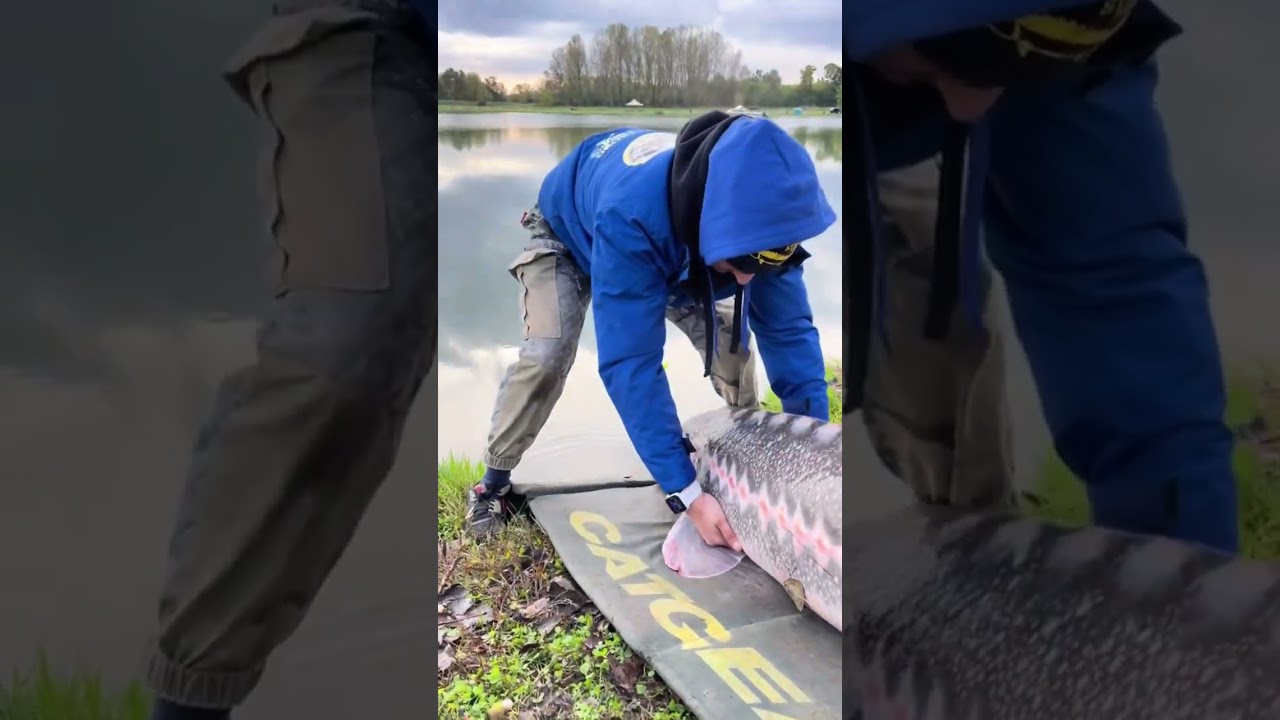 #Pesca allo storione #passionepesca #rilasciostorione #over100   #big🦈❤️ #JurassicLake ❤️#viral