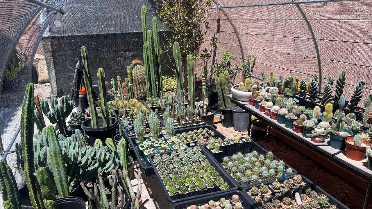 TOUR OF MY BACKYARD GREENHOUSE. FROM SEEDLING TO MATURE. CACTUS, AGAVE, EPHORBIA. #cactus #succulent