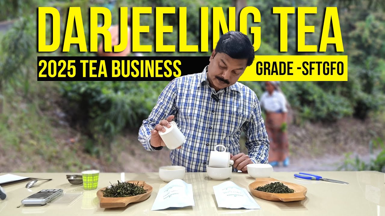 Darjeeling First Flush Tea Business | Low Cost, High Profit! #teabusiness #teaeducation #darjeeling