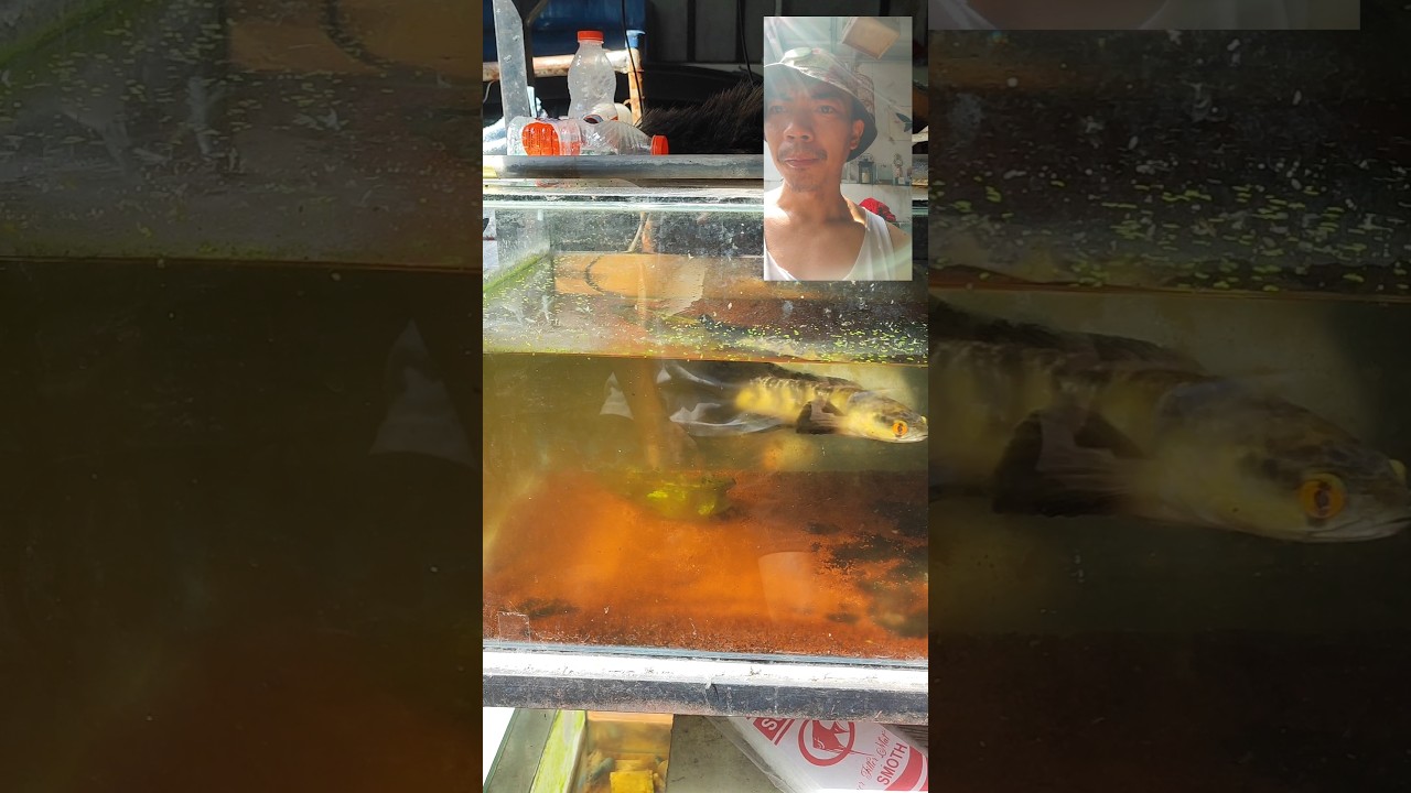 Progress Alami Channa Maru Red PBun 🌞🌞🌞