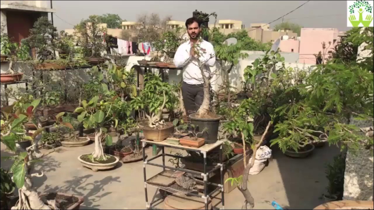 Green Decor Go Organic Buy Bonsai online Cheap Plants Grow at Home