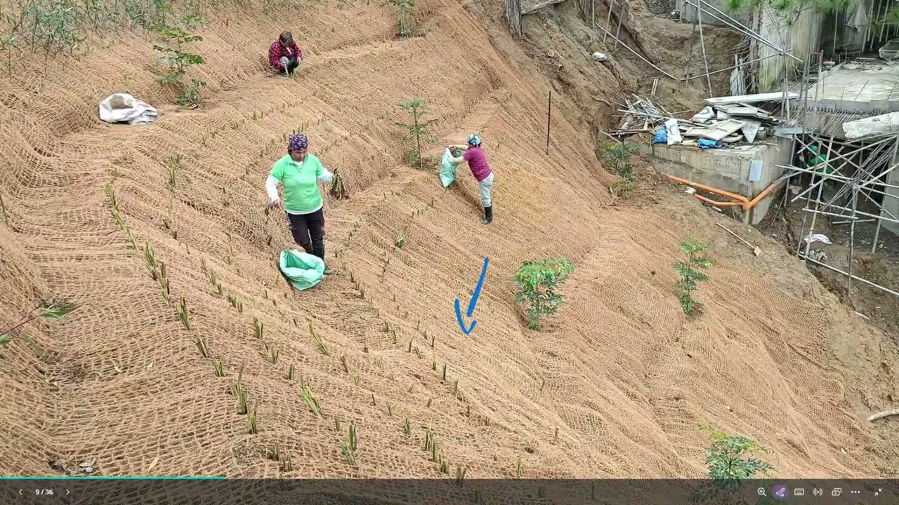 Gia cố mái taluy, phòng chống sạt lở đất bằng cách trồng cỏ Vetiver