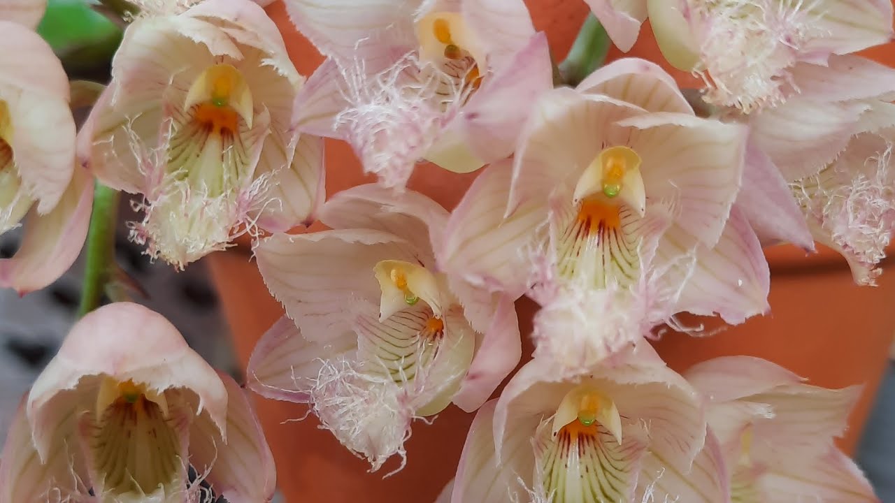 Orchid garden, end of November blooms. @OrchidNewbee 