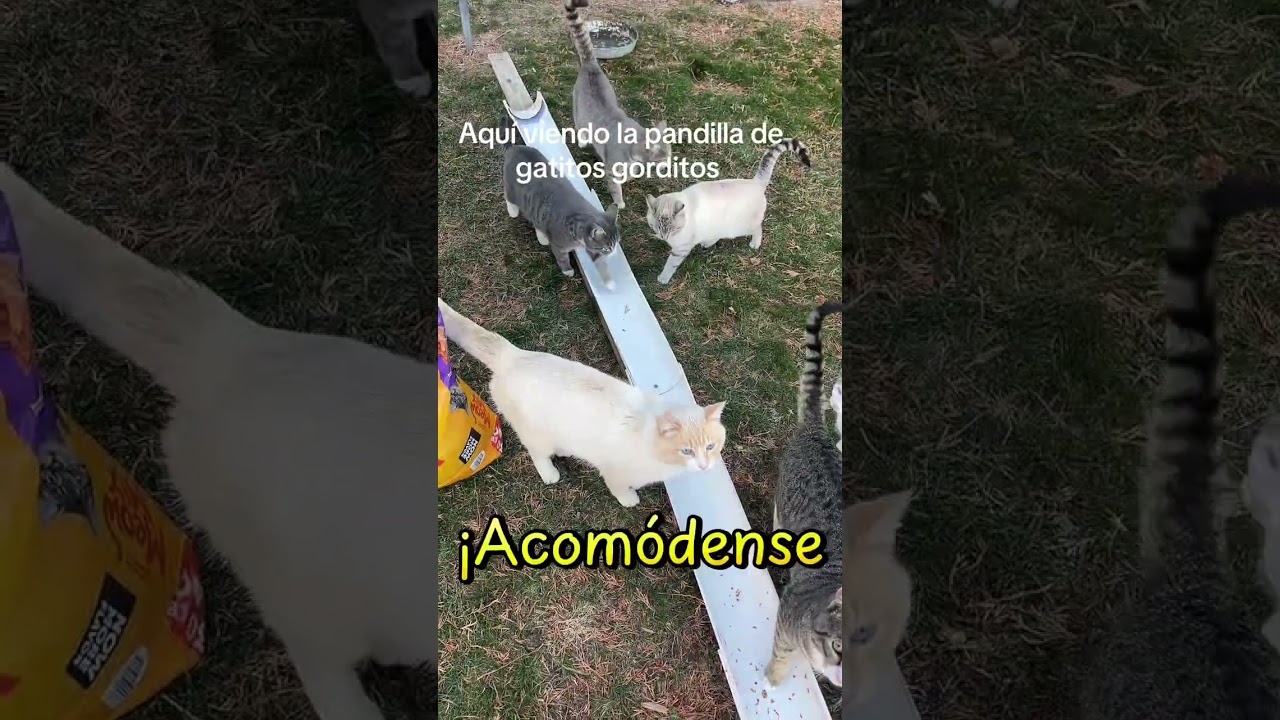 Visitando mis gatitos gorditos