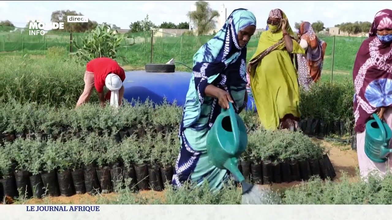 Mauritanie :  La Muraille verte avance ... lentement