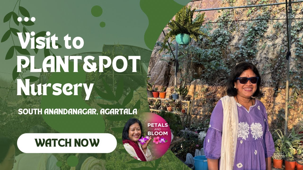 Exploring an Aesthetic Plant Nursery in South Anandanagar 💚 | PLANT&POT Nursery 🪴🌱