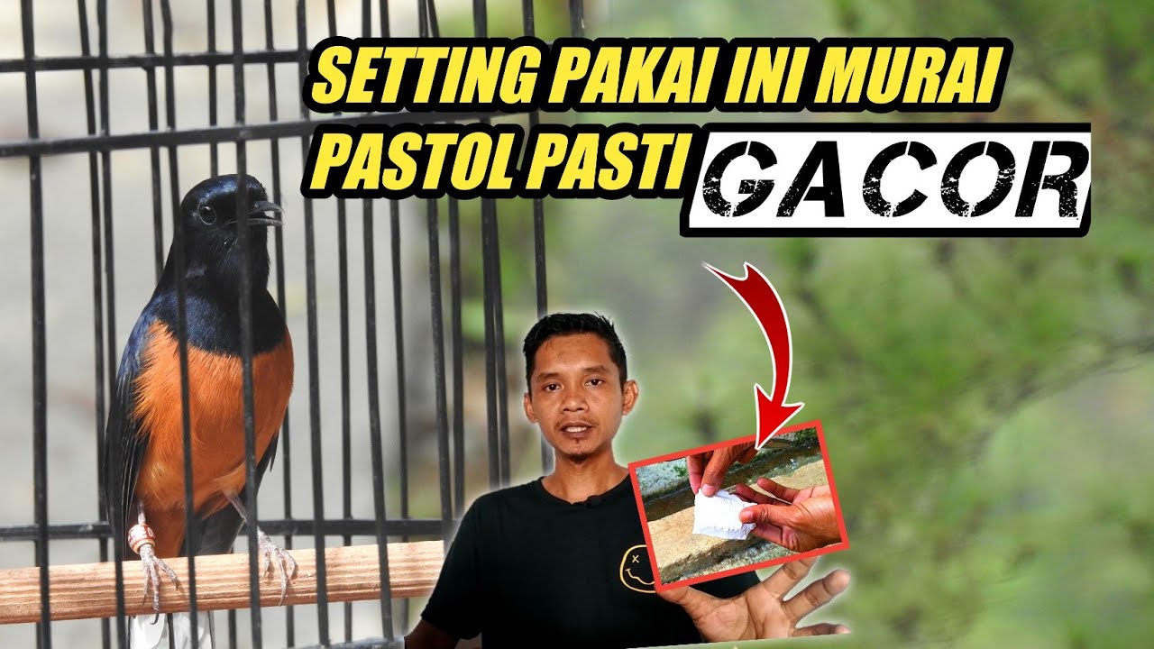Teknik Menggacorkan Murai Batu Lepas Trotol Paling jitu‼️